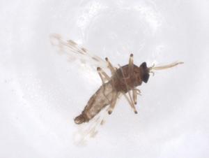  (Culicoides cuniculus - CBG-A55712-F10)  @11 [ ] CreativeCommons - Attribution Share - Alike (2024) Centre for Biodiversity Genomics Centre for Biodiversity Genomics