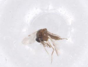  ( - CBG-A55718-E11)  @11 [ ] CreativeCommons - Attribution Share - Alike (2024) Centre for Biodiversity Genomics Centre for Biodiversity Genomics