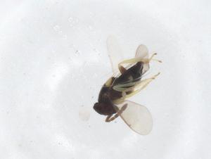  ( - CBG-A58145-F04)  @11 [ ] CreativeCommons - Attribution Share - Alike (2024) Centre for Biodiversity Genomics Centre for Biodiversity Genomics