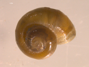  ( - 10PROBE-22737)  @12 [ ] CreativeCommons - Attribution (2010) CBG Photography Group Centre for Biodiversity Genomics
