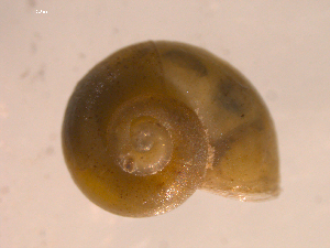  ( - 10PROBE-22738)  @13 [ ] CreativeCommons - Attribution (2010) CBG Photography Group Centre for Biodiversity Genomics