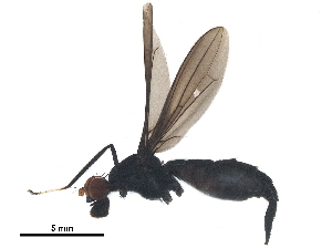  ( - BIOUG01561-A08)  @12 [ ] CreativeCommons - Attribution (2019) CBG Photography Group Centre for Biodiversity Genomics