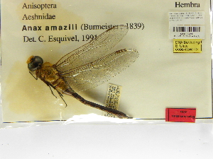  ( - INB0003574190)  @11 [ ] Copyright (2012) B. Haber Instituto Nacional de Biodiversidad