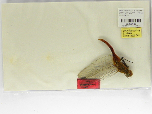  ( - INB0003575066)  @11 [ ] Copyright (2012) B. Haber Instituto Nacional de Biodiversidad