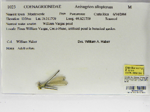  (Anisagrion allopterum - INB0004315380)  @11 [ ] Copyright (2012) B. Haber Instituto Nacional de Biodiversidad