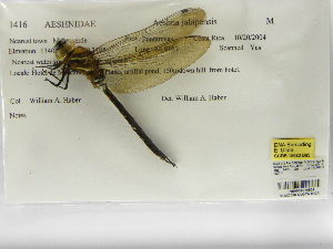  (Rhionaeschna jalapensis - INB0004315529)  @11 [ ] Copyright (2012) B. Haber Instituto Nacional de Biodiversidad
