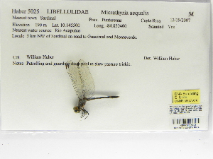  (Micrathyria aequalis - INB0004315673)  @12 [ ] Copyright (2012) B. Haber Instituto Nacional de Biodiversidad