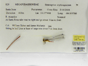  (Heteragrion erythrogastrum - INB0004315843)  @11 [ ] Copyright (2012) B. Haber Instituto Nacional de Biodiversidad