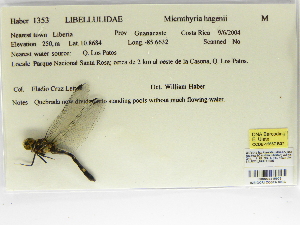  (Micrathyria hagenii - INB0004315975)  @12 [ ] Copyright (2012) B. Haber Instituto Nacional de Biodiversidad