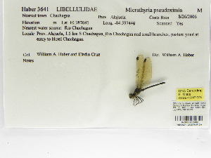  (Micrathyria pseudeximia - INB0004315987)  @11 [ ] Copyright (2012) B. Haber Instituto Nacional de Biodiversidad