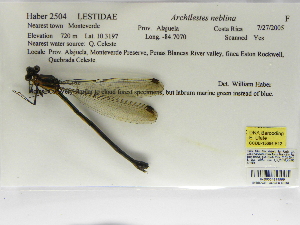  (Archilestes neblina - INB0004315996)  @11 [ ] Copyright (2012) B. Haber Instituto Nacional de Biodiversidad