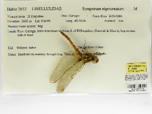  (Sympetrum nigrocreatum - INB0004316004)  @11 [ ] Copyright (2012) B. Haber Instituto Nacional de Biodiversidad
