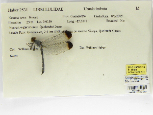  ( - INB0004316012)  @11 [ ] Copyright (2012) B. Haber Instituto Nacional de Biodiversidad