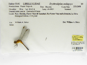  (Erythrodiplax andagoya - INB0004316230)  @12 [ ] Copyright (2012) B. Haber Instituto Nacional de Biodiversidad