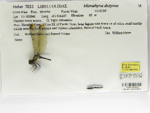  (Micrathyria dictynna - INB0004316249)  @12 [ ] Copyright (2012) B. Haber Instituto Nacional de Biodiversidad