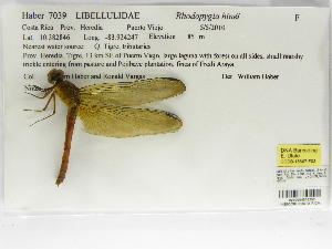  (Rhodopygia - INB0004316252)  @13 [ ] Copyright (2012) B. Haber Instituto Nacional de Biodiversidad