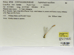  (Leptobasis - INB0004316253)  @12 [ ] Copyright (2012) B. Haber Instituto Nacional de Biodiversidad