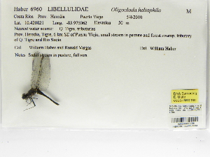  (Oligoclada heliophila - INB0004316256)  @12 [ ] Copyright (2012) B. Haber Instituto Nacional de Biodiversidad
