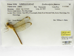  (Erythrodiplax funerea - INB0004316260)  @12 [ ] Copyright (2012) B. Haber Instituto Nacional de Biodiversidad