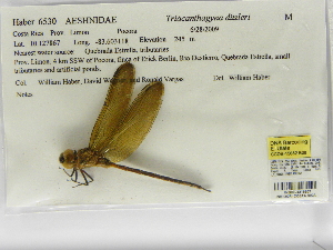  ( - INB0004316307)  @12 [ ] Copyright (2012) B. Haber Instituto Nacional de Biodiversidad