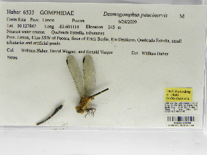  (Desmogomphus paucinervis - INB0004316309)  @12 [ ] Copyright (2012) B. Haber Instituto Nacional de Biodiversidad