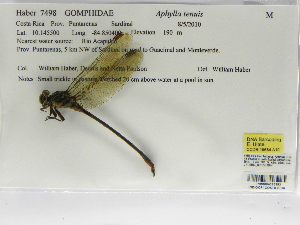  (Aphylla tenuis - INB0004316353)  @12 [ ] Copyright (2012) B. Haber Instituto Nacional de Biodiversidad