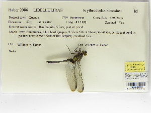  (Erythrodiplax kimminsi - INB0004316359)  @11 [ ] Copyright (2012) B. Haber Instituto Nacional de Biodiversidad