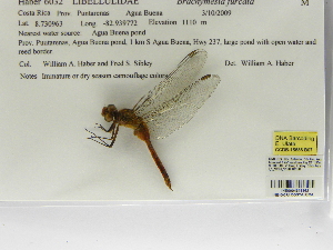  ( - INB0004316363)  @12 [ ] Copyright (2012) B. Haber Instituto Nacional de Biodiversidad