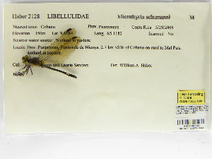  (Micrathyria schumanni - INB0004316501)  @11 [ ] Copyright (2012) B. Haber Instituto Nacional de Biodiversidad
