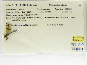  ( - INB0004316502)  @11 [ ] Copyright (2012) B. Haber Instituto Nacional de Biodiversidad