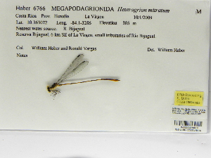  (Heteragrion mitratum - INB0004316610)  @12 [ ] Copyright (2012) B. Haber Instituto Nacional de Biodiversidad