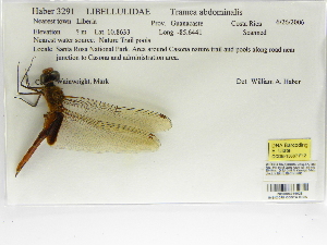  ( - INB0004316628)  @11 [ ] Copyright (2012) B. Haber Instituto Nacional de Biodiversidad
