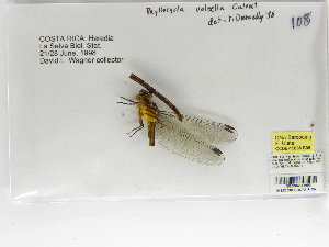  (Phyllocycla volsella - INB0004318650)  @12 [ ] Copyright (2012) B. Haber Instituto Nacional de Biodiversidad