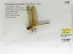  (Brachymesia herbida - INB0004318651)  @12 [ ] Copyright (2012) B. Haber Instituto Nacional de Biodiversidad