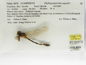  (Phyllogomphoides pugnifer - INB0004318752)  @12 [ ] Copyright (2012) B. Haber Instituto Nacional de Biodiversidad