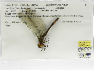  (Brechmorhoga rapax - INB0004318953)  @12 [ ] Copyright (2012) B. Haber Instituto Nacional de Biodiversidad