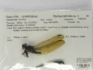  (Phyllogomphoides sp. A - INB0004319186)  @11 [ ] Copyright (2012) B. Haber Instituto Nacional de Biodiversidad
