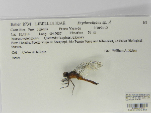  (Erythrodiplax laselva - INB0004319191)  @12 [ ] Copyright (2012) B. Haber Instituto Nacional de Biodiversidad