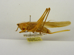  ( - INBIOCRI000940151)  @11 [ ] Copyright (2012) C. Hernandez Instituto Nacional de Biodiversidad