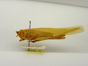  ( - INBIOCRI001715652)  @11 [ ] Copyright (2012) C. Hernandez Instituto Nacional de Biodiversidad