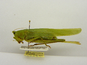  ( - INBIOCRI001790182)  @11 [ ] Copyright (2012) C. Hernandez Instituto Nacional de Biodiversidad