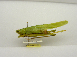  ( - INBIOCRI001790183)  @11 [ ] Copyright (2012) C. Hernandez Instituto Nacional de Biodiversidad