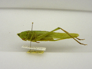  ( - INBIOCRI001913746)  @11 [ ] Copyright (2012) C. Hernandez Instituto Nacional de Biodiversidad