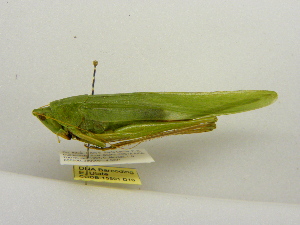  ( - INBIOCRI001965486)  @11 [ ] Copyright (2012) C. Hernandez Instituto Nacional de Biodiversidad