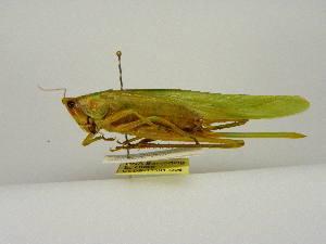  ( - INBIOCRI001997341)  @11 [ ] Copyright (2012) C. Hernandez Instituto Nacional de Biodiversidad