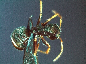  (Camponotus mucronatus - MEKOU_002765)  @12 [ ] CreativeCommons - Attribution Non-Commercial Share-Alike (2011) David Donoso University of Oklahoma