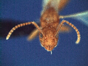 (Dolichoderus cf. rufescens - MEKOU_115458)  @11 [ ] CreativeCommons - Attribution Non-Commercial Share-Alike (2011) David Donoso University of Oklahoma