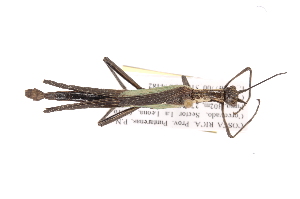  (Damasippus striatus - INB0003736798)  @13 [ ] Copyright (2012) I. Cruz Instituto Nacional de Biodiversidad