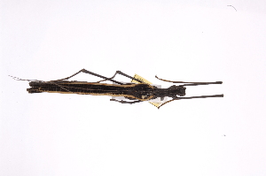  (Phylliidae - INB0003889118)  @11 [ ] Copyright (2012) I. Cruz Instituto Nacional de Biodiversidad