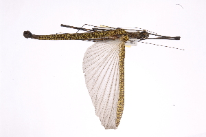  ( - INB0004193959)  @11 [ ] Copyright (2012) I. Cruz Instituto Nacional de Biodiversidad